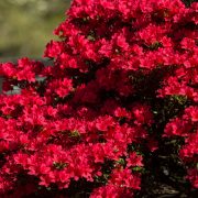 Springtime Azaleas