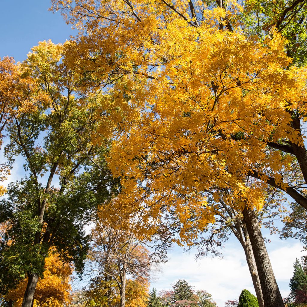 Columbia Gardens Cemetery | Photo Gallery