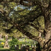 Ancient Cedar of Lebanon Tree