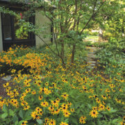 Black Eyed Susans