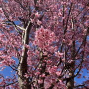 Cherry blossoms