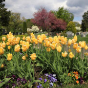 Spring bulbs