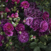 Memorial Rose Garden